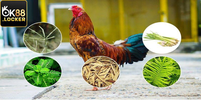 Cách nuôi gà đá phải quan tâm đến dinh dưỡng