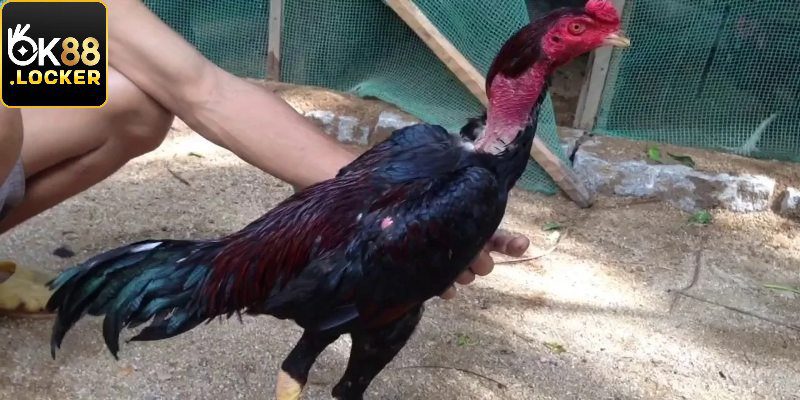 Chăm chỉ tập luyện về kỹ thuật chiến đấu cho gà