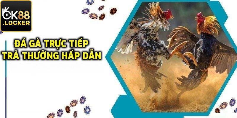 Chuyên mục đá gà trực tiếp OK88 hấp dẫn