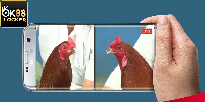 Cược chọi kê thắng lớn nhờ mẹo