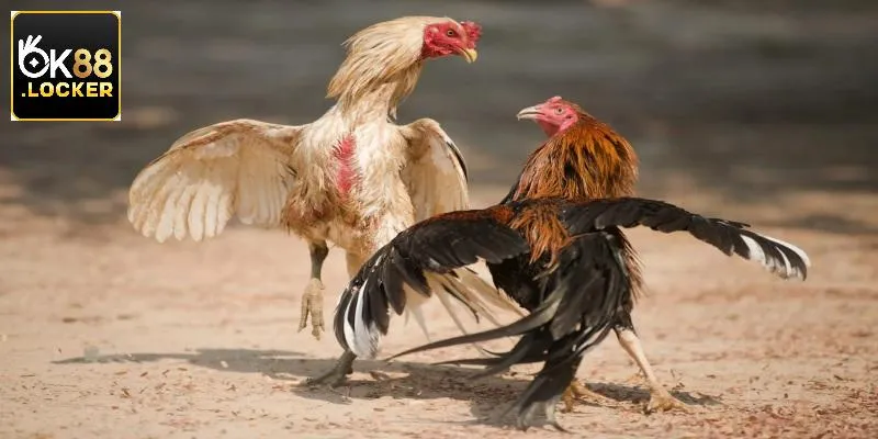 Đa dạng sản phẩm giải trí diễn ra liên tục mỗi ngày Đa dạng sản phẩm giải trí diễn ra liên tục mỗi ngày