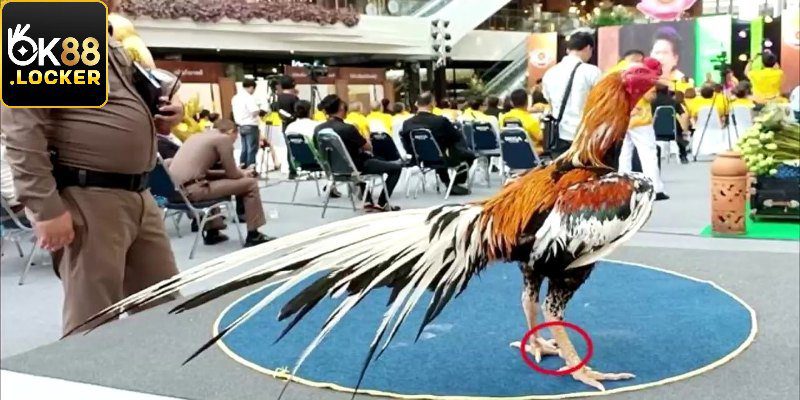 Danh sách về gà đá mắc nhất thế giới Danh sách về gà đá mắc nhất thế giới