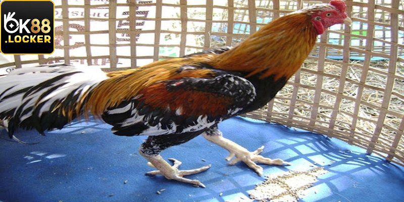 Gà chọi giá trị bằng cả chiếc ô tô Gà chọi giá trị bằng cả chiếc ô tô