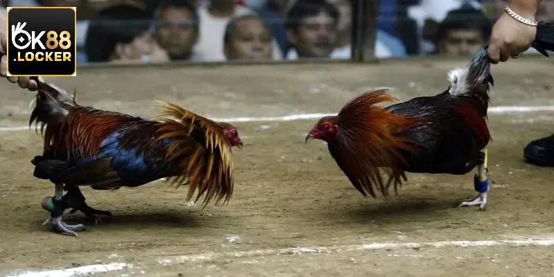 Giới thiệu chung thông tin về sân chơi giải trí đá gà Ok88 Giới thiệu chung thông tin về sân chơi giải trí đá gà Ok88