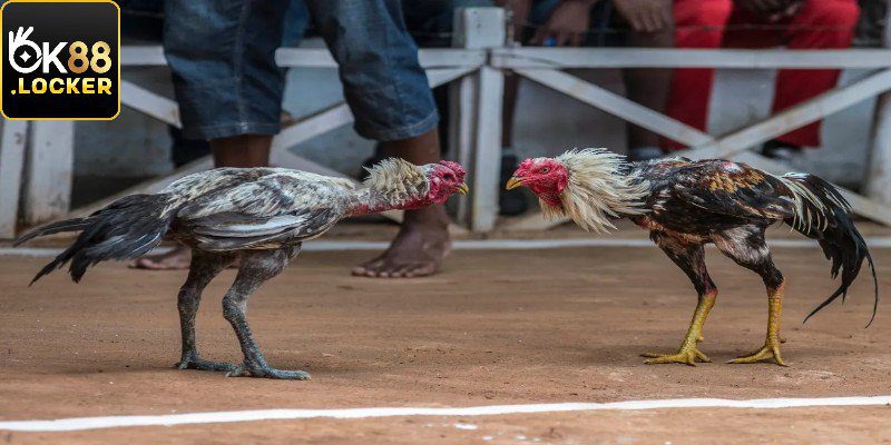 Một số quy định tại nhà cái