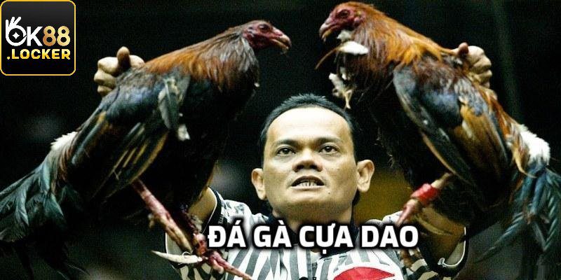 Một số thông tin về đá gà cựa dao