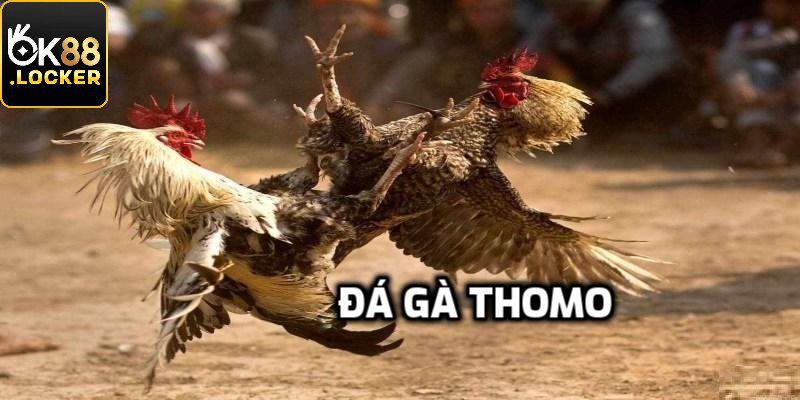 Một số thông tin về đá gà Thomo