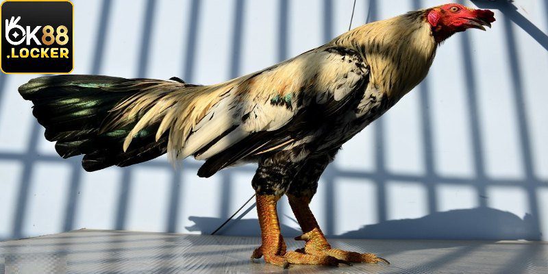 Nơi sở hữu các chú gà chiến đầy giá trị Nơi sở hữu các chú gà chiến đầy giá trị