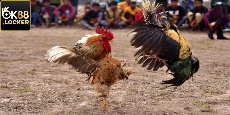 Phân hạng trong đá gà cựa giao Ok88