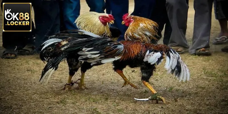 Sản phẩm giải không nên bỏ qua khi cá cược tại chuyên mục Sản phẩm giải không nên bỏ qua khi cá cược tại chuyên mục