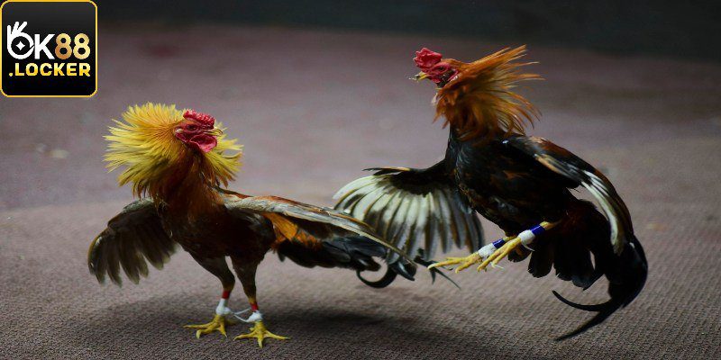 Thông tin về kèo cược phổ biến