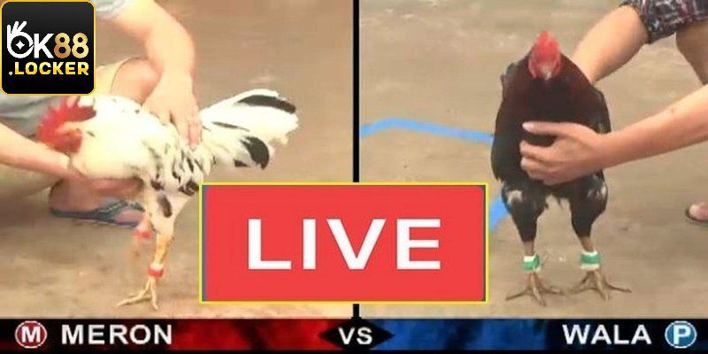 Trải nghiệm thế giới chọi kê đỉnh cao