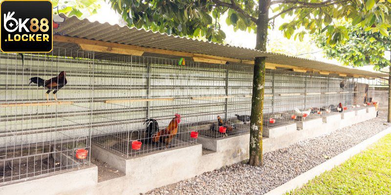 Vệ sinh chuồng trại chiến kê sạch sẽ